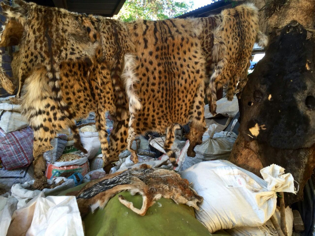 Genet, serval and black-backed jackal skins, at the Faraday market, Johannesburg, South Africa, 2017. Image courtesy of Jacob Calle/Panthera.
