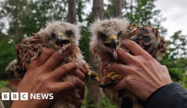 Red kites found nesting in Sherwood Forest for 'first time'