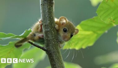 New population of rare hazel dormice found in Lindfield, Sussex