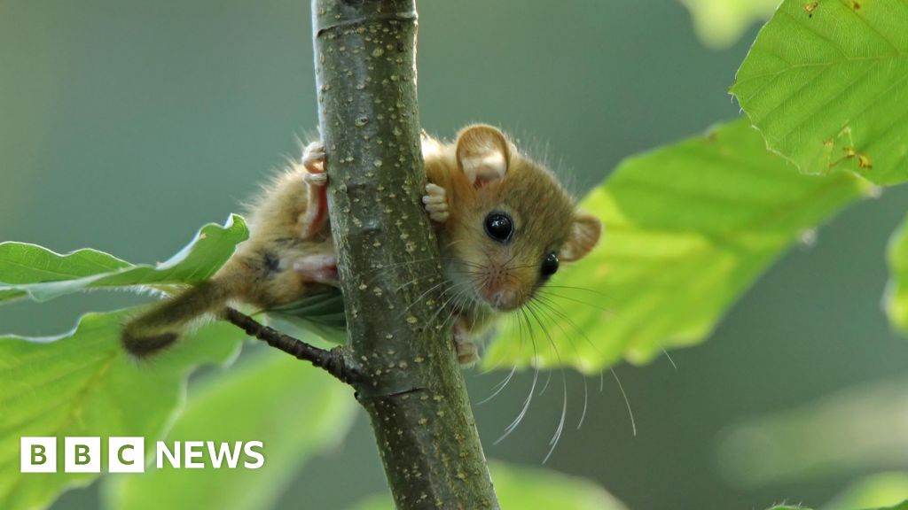New population of rare hazel dormice found in Lindfield, Sussex