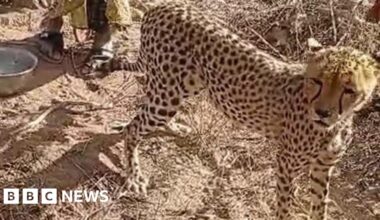 'It became one of the children'