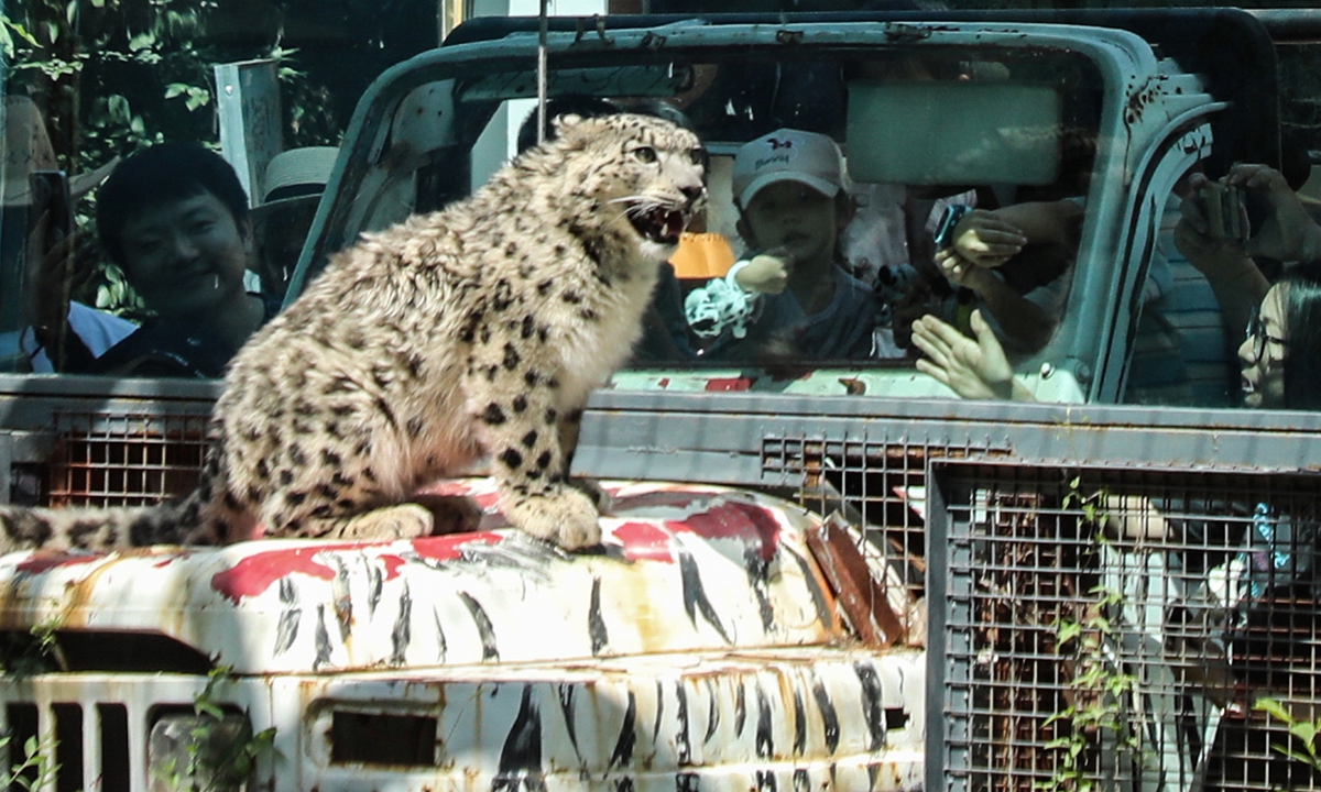 The snow leopard Ling Xiaozhe Photos: VCG