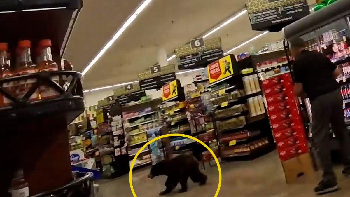 Bear scampers through grocery store in Arizona – NBC 5 Dallas-Fort Worth