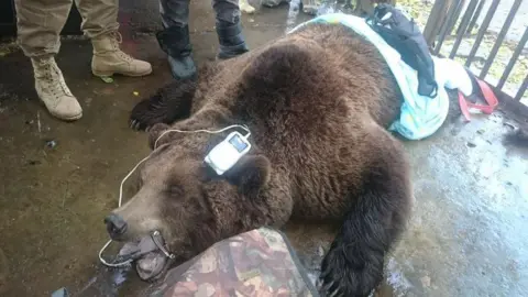 International Animal Rescue A dark brown bear that is anaesthetised. It is lying on the floor with a health check monitor on its head. There are three people standing beside it.