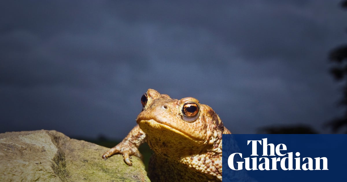 Common toad is becoming uncommon in UK, study shows | Wildlife