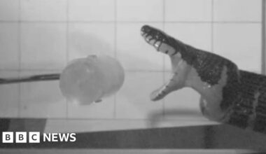 Slow-motion footage reveals secrets of snake bites