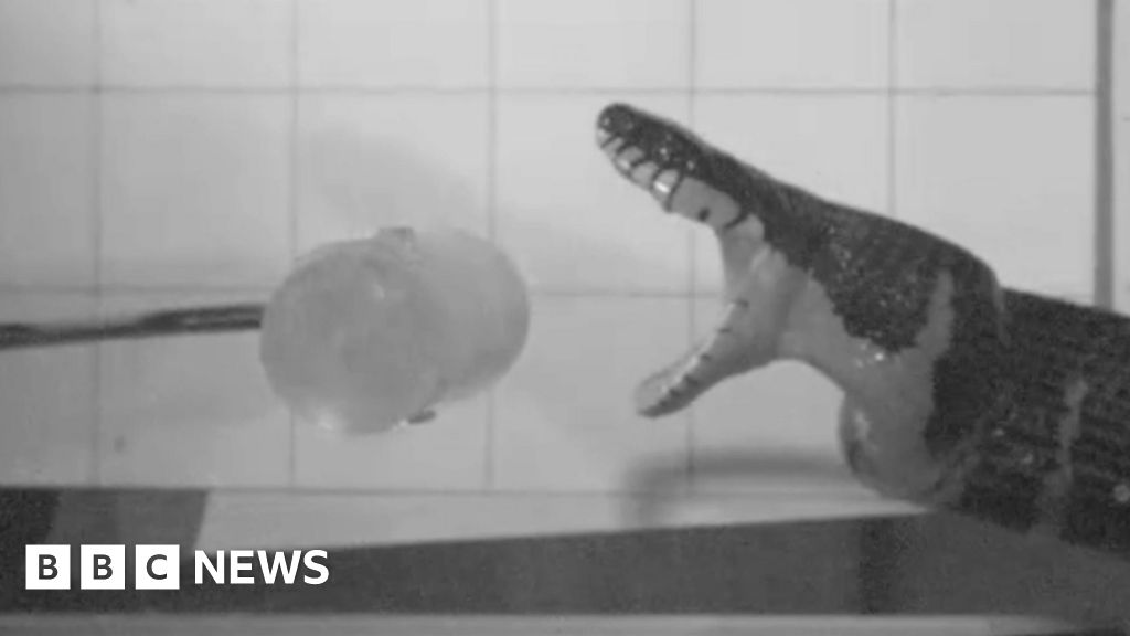 Slow-motion footage reveals secrets of snake bites