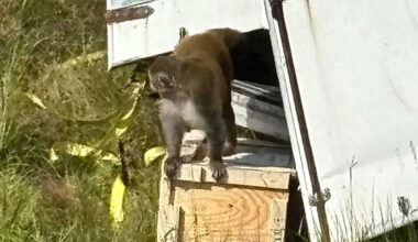 Aggressive Monkeys ‘Destroyed’ After Escaping from Overturned Truck, but 1 Is Still on the Loose: Police