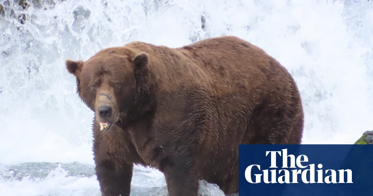 ‘Dominant on the river’: 32 Chunk crowned champion in ‘biggest Fat Bear Week yet’ | Alaska