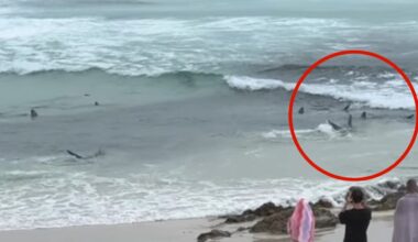 Dozens of sharks seen frighteningly close to shore in feeding frenzy at Gold Coast's Snapper Rocks