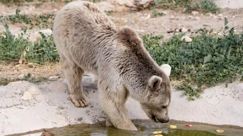 International Animal Rescue A light brown bear dipping its head in water. There are floating apples nearby.