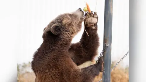 International Animal Rescue A dark brown bear eating an apple and carrot. 