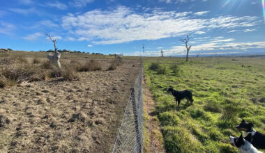 Incredible change after 170 hectares fenced off from 'high threat' to Australia