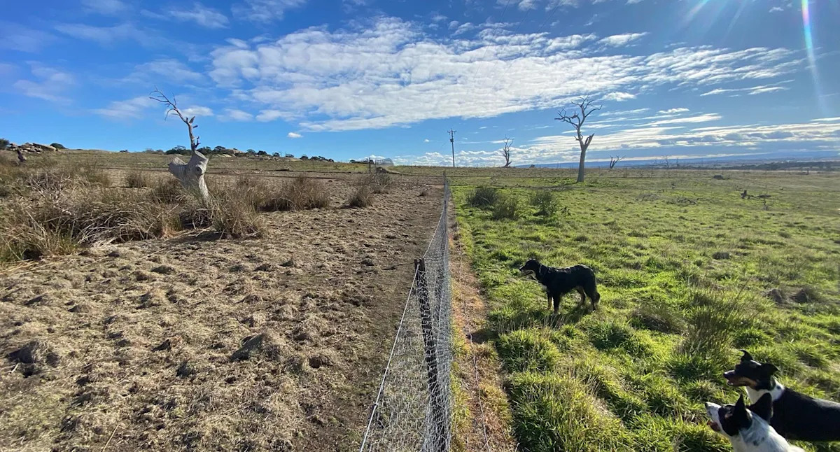 Incredible change after 170 hectares fenced off from 'high threat' to Australia