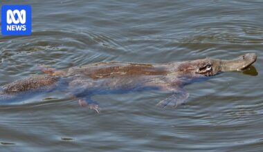 Platypus vanish from river where Charles Darwin pondered evolution