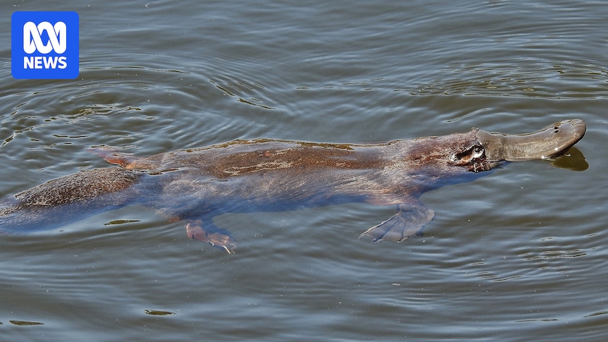 Platypus vanish from river where Charles Darwin pondered evolution