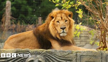Jimmy's Farm and Wildlife Park welcomes new lions and tiger