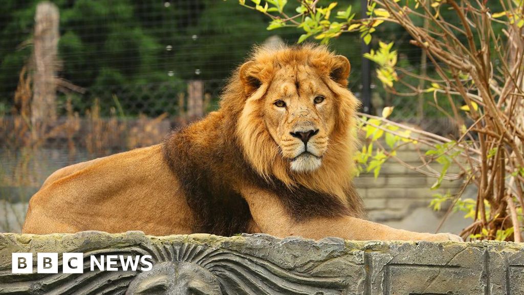 Jimmy's Farm and Wildlife Park welcomes new lions and tiger
