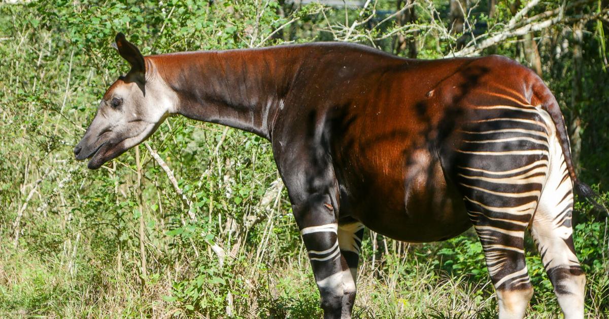 Okapi at Audubon's survival center pregnant with calf | Environment