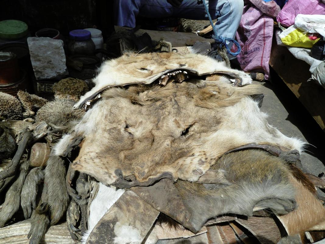 Lion skins and other seized contraband in Senegal in 2011. Image courtesy of Phillip Henschel/Panthera.