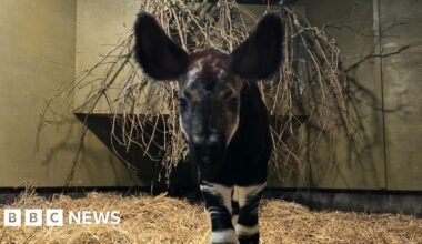 Hampshire zoo celebrates third birth ahead of World Okapi Day