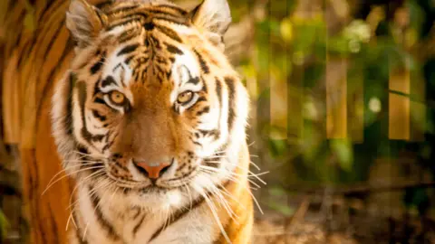 Jimmy's Farm and Wildlife Park A close-up photo of Amur tiger Kalinka walking through what appears to be a forest-like enclosure. She is looking directly into the camera.