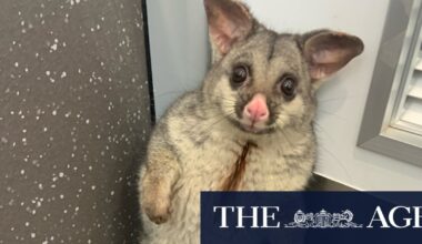 University of Melbourne publishes media guide about being more positive about possums