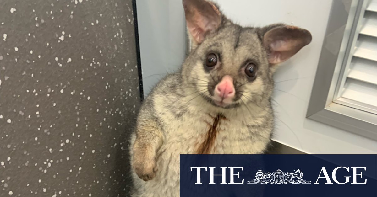 University of Melbourne publishes media guide about being more positive about possums