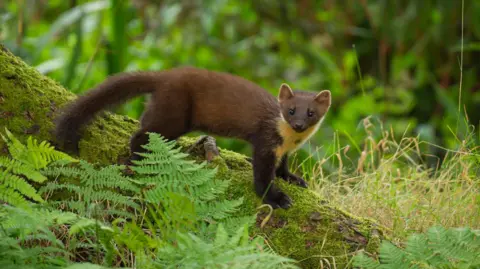 Getty Images  A small weasel like creature that has a long body and long bushy tail. It is light brown in colour with a cream neck and collar. 