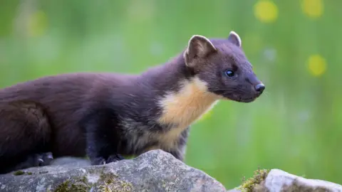 Getty Images The picture shows a brown pine marten with a light coloured neck and chest sitting on top of a rock.