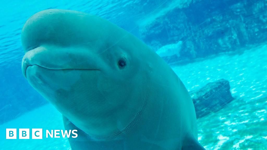 Thirty belugas in Canada face being euthanised. Can they be saved?