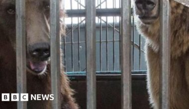 Bears 'enjoy life to the full' after major rescue