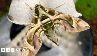 'Magnificent' rare hawkmoth sighting an Isle of Man first
