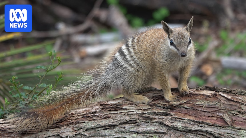 Endangered numbats stressed by over-eager nature photographers, authorities say