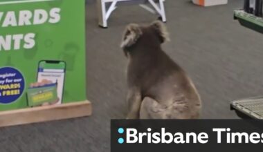 Koala wanders into SA pub in delightful video
