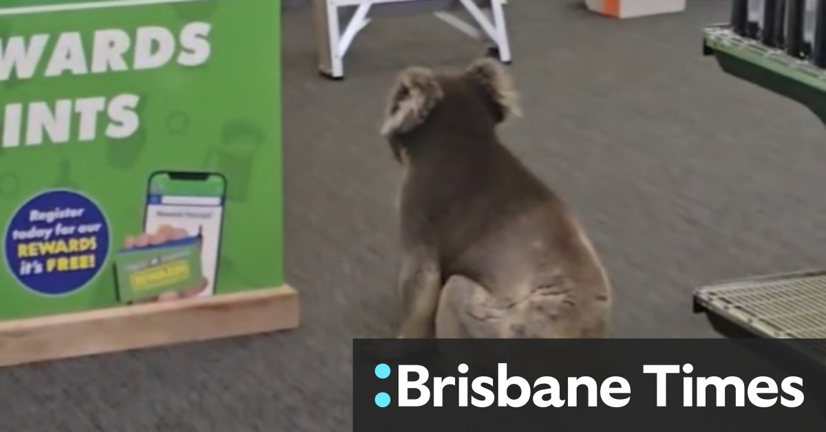 Koala wanders into SA pub in delightful video
