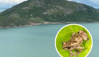 Three species discovered on Far North island - The Cairns Post