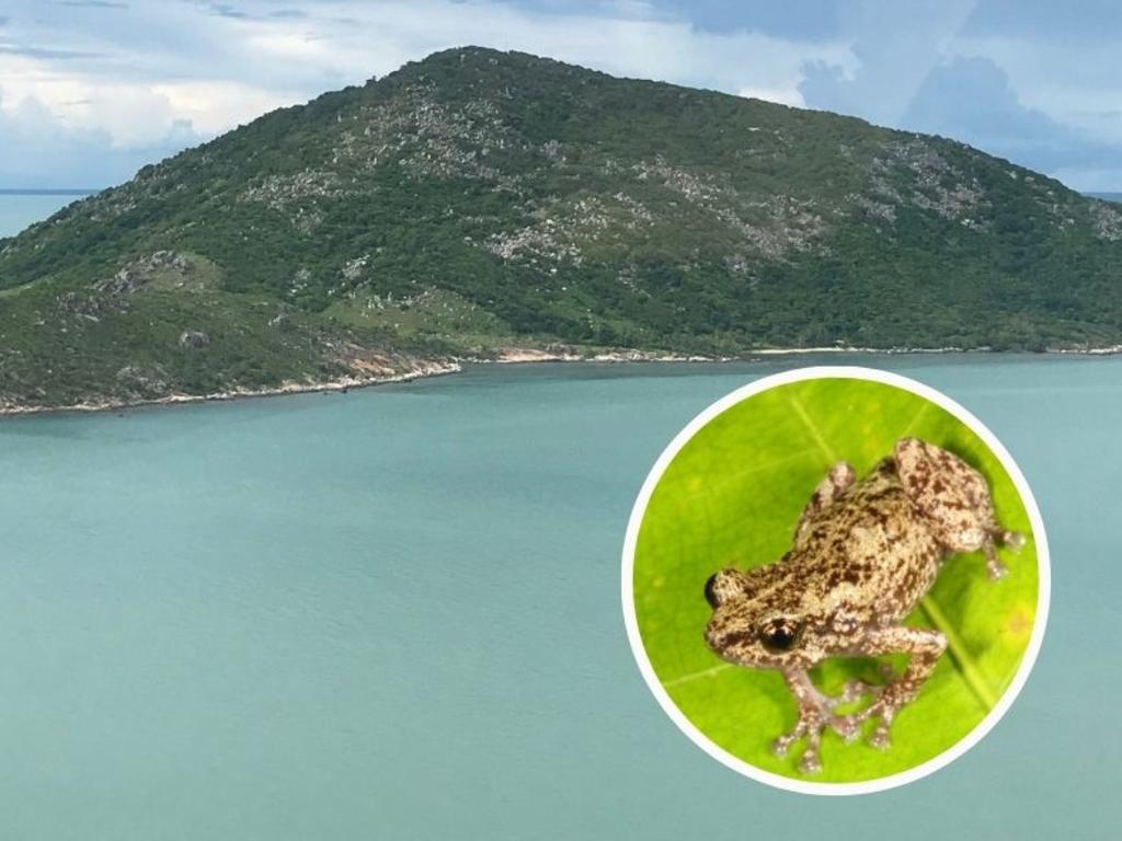 Three species discovered on Far North island - The Cairns Post