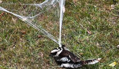 Tragic discovery in suburban yard as Aussies embrace controversial tradition
