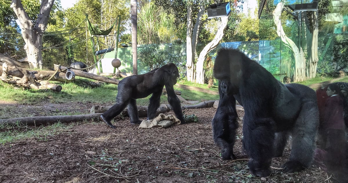 Gorilla Shatters Zoo Enclosure Glass After Charging at It