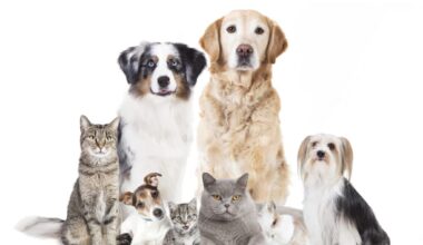 Furry Therapists Are Taking Over America: How Pets Are Secretly Fixing Mental Health