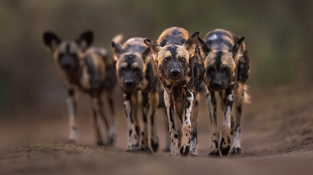 4 wid dogs walk towards camera.