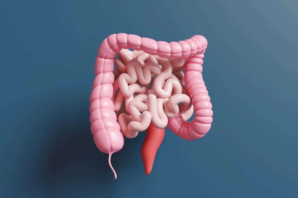 3BG9AN4 Model of large and small intestine on dark blue background. Illustration of the concept of human digestive system and gut health