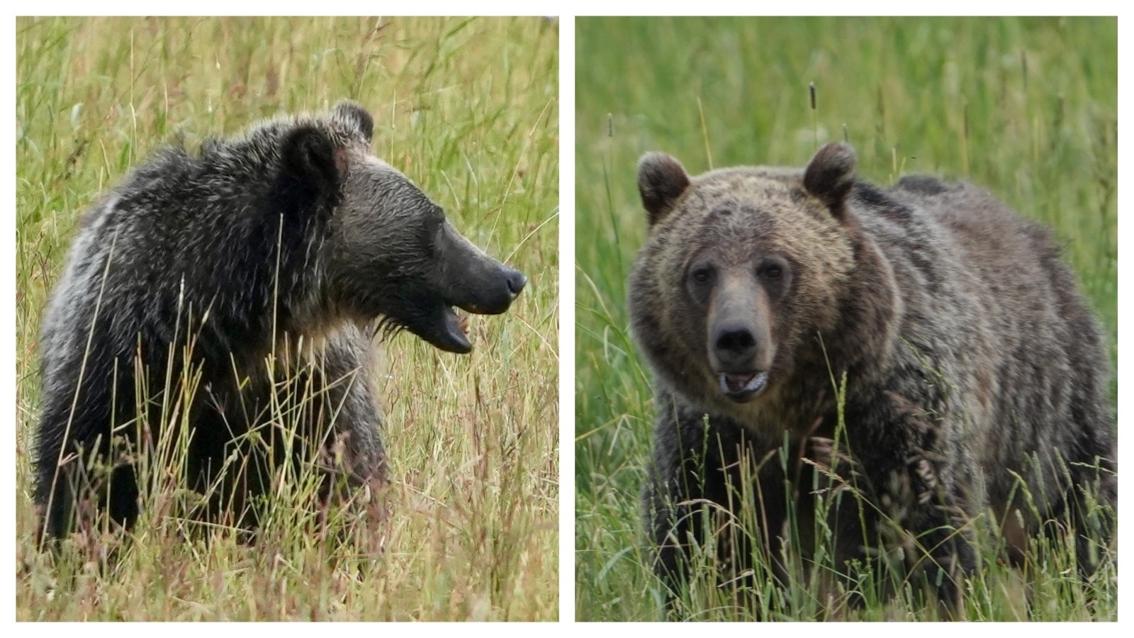 At the B Bar Ranch, grizzly bears crowd the meadows in October digging for caraway roots.