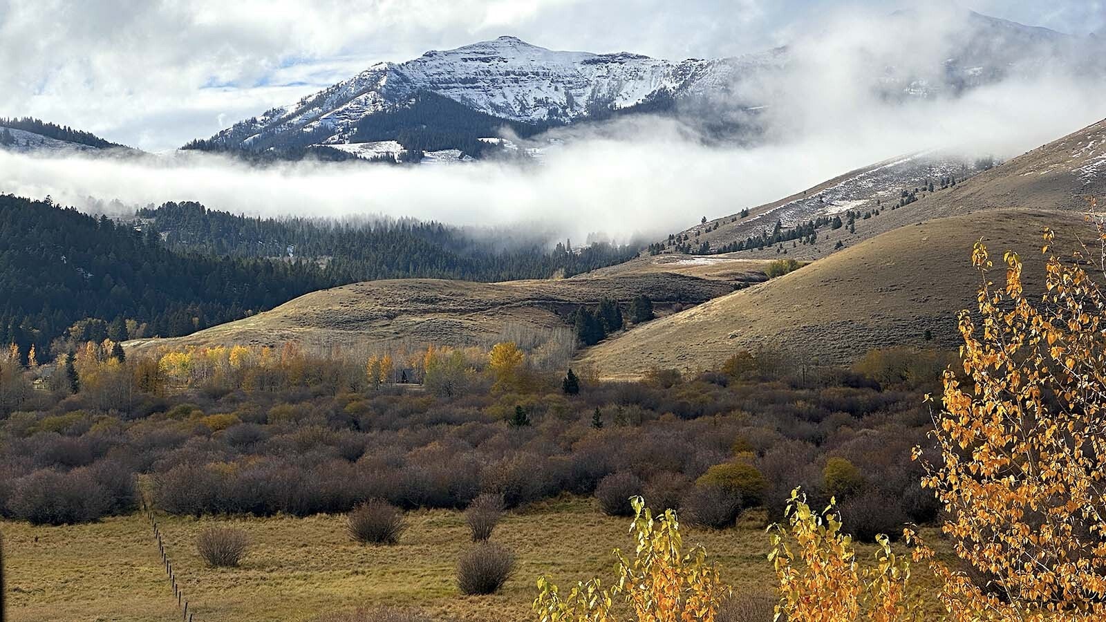 High up the Tom Miner Basin, just across the Wyoming line, an organic cattle operation thrives alongside a growing number of grizzly bears, which draw wildlife watchers every October to see the bears feast on caraway root.