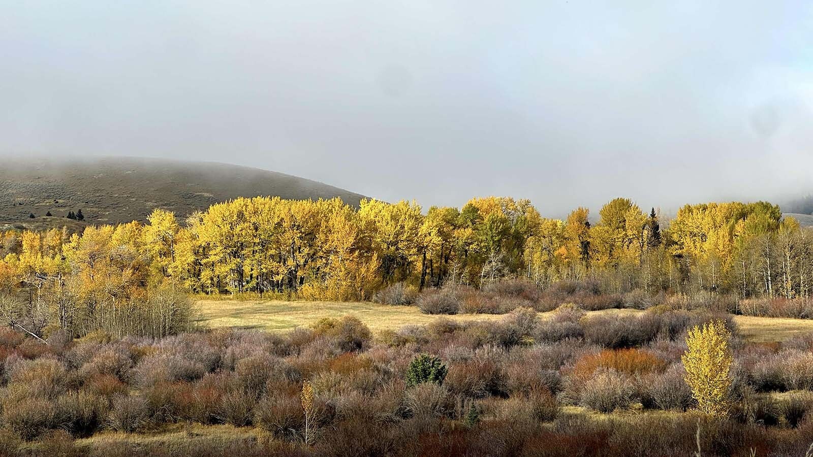 High up the Tom Miner Basin, just across the Wyoming line, an organic cattle operation thrives alongside a growing number of grizzly bears, which draw wildlife watchers every October to see the bears feast on caraway root.