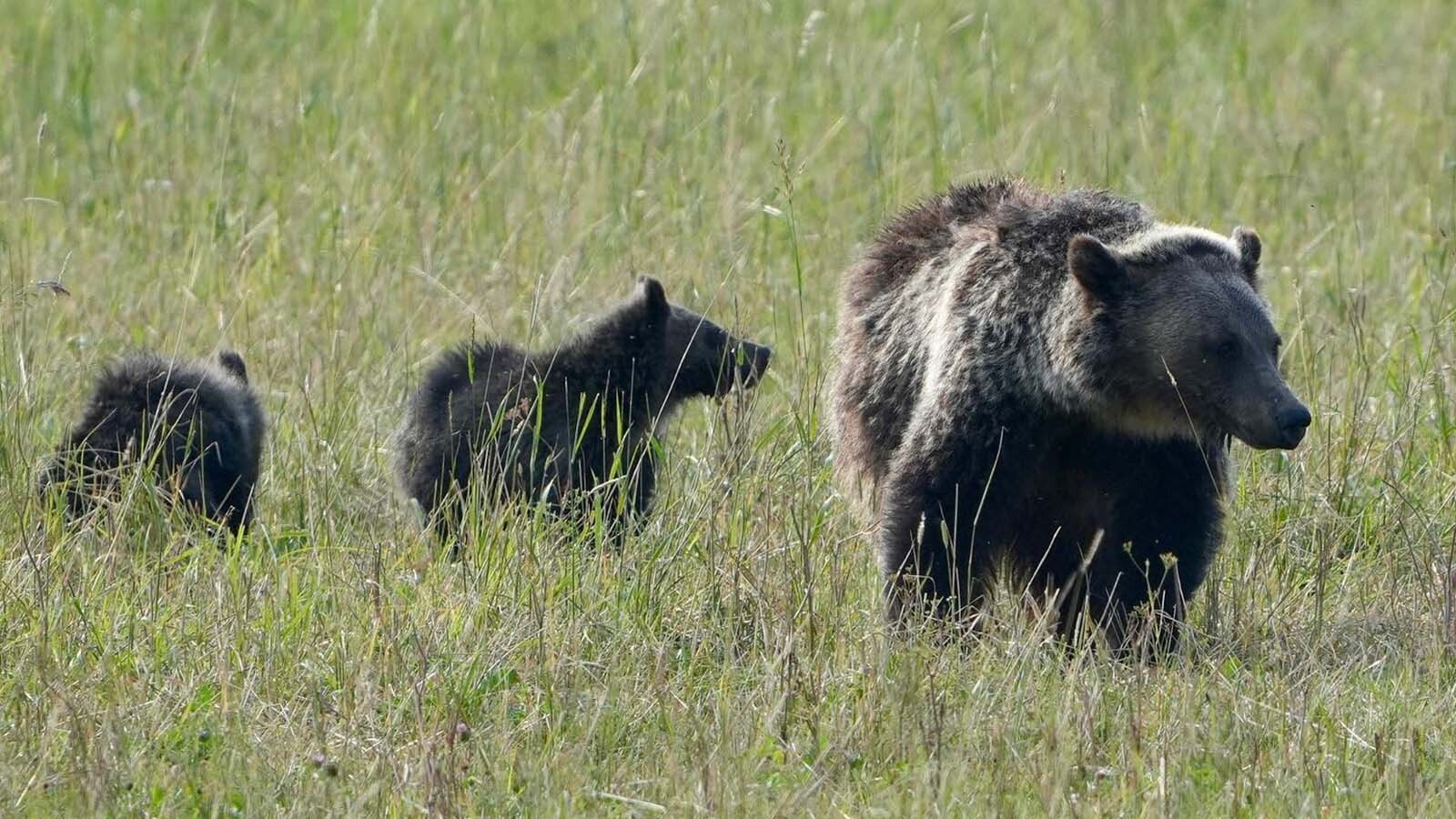 A sow and two cubs in the Tom Miner Basin.