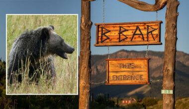 Cowboy State Daily logo