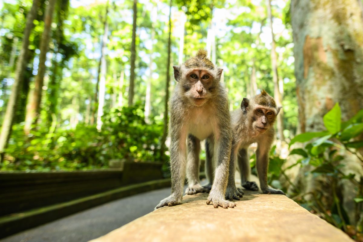Two Monkeys at Monkey Forest in Bali.jpg