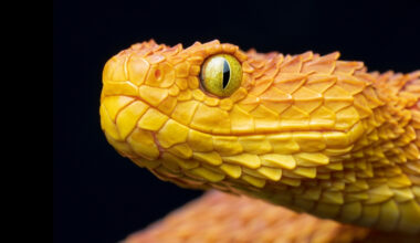 Slow-Motion Video Shows Snake Bites Live You've Never Seen Them Before : ScienceAlert